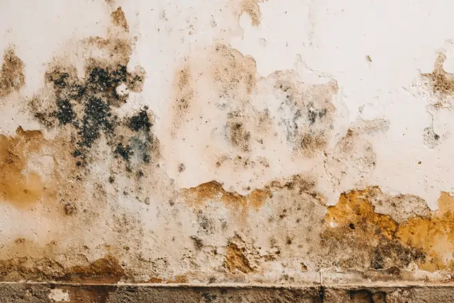 mold prevention